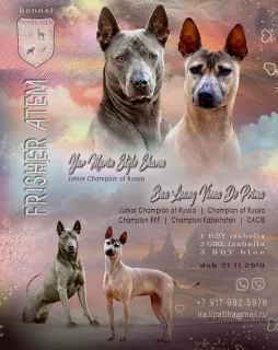 Zdjęcie №4. Sprzedam thai ridgeback w Рузаевка. od żłobka, hodowca - cena - 2172zł