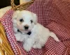 Zdjęcie №3. Piękne szczenięta Maltipoo. Niemcy