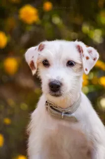 Zdjęcie №2 do zapowiedźy № 6672 na sprzedaż  jack russell terrier - wkupić się Federacja Rosyjska hodowca