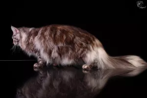 Dodatkowe zdjęcia: Kociak Maine Coon