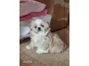 Zdjęcie №1. shiba, shih tzu - na sprzedaż w Auckland | 2773zł | Zapowiedź №78778