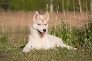 Dodatkowe zdjęcia: Na sprzedaż bardzo piękna hodowana dziewczynka SIBERIAN HUSKEY