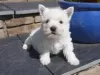 Zdjęcie №3. Oszałamiające szczenięta West Highland Terrier. Litwa