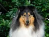 Dodatkowe zdjęcia: Szczeniaki Rough Collie