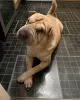 Zdjęcie №1. shar pei - na sprzedaż w Mediolan | 1465zł | Zapowiedź №110902