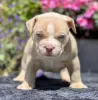 Zdjęcie №1. american bully - na sprzedaż w Bucharest | Bezpłatny | Zapowiedź №109533