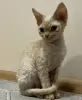 Dodatkowe zdjęcia: Devon Rex Cynamon