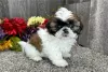 Zdjęcie №1. shih tzu - na sprzedaż w Regensburg | negocjowane | Zapowiedź №123664