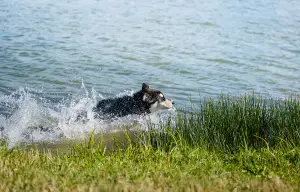 Zdjęcie №2 do zapowiedźy № 2884 na sprzedaż  alaskan malamute - wkupić się Białoruś od żłobka