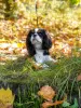 Zdjęcie №1. cavalier king charles spaniel - na sprzedaż w Мост | 1121zł | Zapowiedź №27774