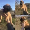 Zdjęcie №1. boerboel - na sprzedaż w Belgorod | 2518zł | Zapowiedź №10070