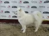 Zdjęcie №3. Sprzedaż szczeniąt rasowych rasy Samoyed. Białoruś