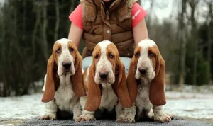 Zdjęcie №1. basset hound - na sprzedaż w Petersburg | Negocjowane | Zapowiedź №5603