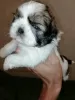 Zdjęcie №2 do zapowiedźy № 113606 na sprzedaż  lhasa apso, shih tzu - wkupić się Łotwa prywatne ogłoszenie, od żłobka, hodowca