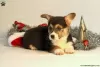 Zdjęcie №2 do zapowiedźy № 63544 na sprzedaż  welsh corgi - wkupić się Grecja 