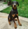 Zdjęcie №1. doberman - na sprzedaż w Bucharest | 1465zł | Zapowiedź №125740