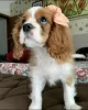 Zdjęcie №1. cavalier king charles spaniel - na sprzedaż w Nyon | negocjowane | Zapowiedź №42095