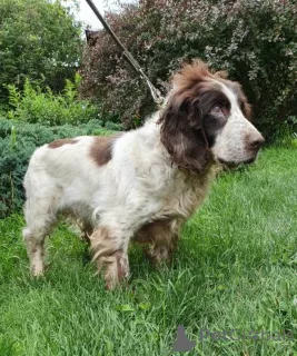 Zdjęcie №2 do zapowiedźy № 7216 na sprzedaż  russian spaniel - wkupić się Federacja Rosyjska ze schronu