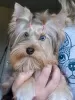 Zdjęcie №1. yorkshire terrier - na sprzedaż w Фёрде | negocjowane | Zapowiedź №26417