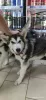 Zdjęcie №2 do zapowiedźy № 6968 na sprzedaż  alaskan malamute - wkupić się Ukraina prywatne ogłoszenie, hodowca