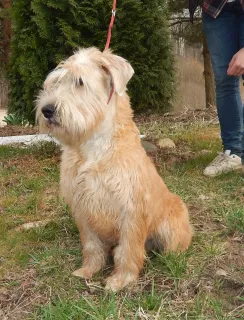 Zdjęcie №2 do zapowiedźy № 6090 na sprzedaż  irish soft coated wheaten terrier - wkupić się Federacja Rosyjska od żłobka, hodowca