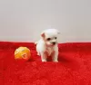 Zdjęcie №3. Cachorros bichon maltês à venda. Portugalia