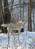 Dodatkowe zdjęcia: Husky Dymka szuka kochającej rodziny z męskim przywódcą!