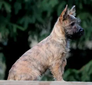 Dodatkowe zdjęcia: Dziewczyny Cairn Terrier