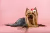 Dodatkowe zdjęcia: Szczenię rasy Yorkshire Terrier (standard)