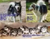 Zdjęcie №1. alaskan malamute - na sprzedaż w Хаапсалу | negocjowane | Zapowiedź №108125