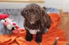 Zdjęcie №4. Sprzedam lagotto romagnolo w Zagreb. hodowca - cena - 7923zł