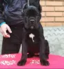 Zdjęcie №2 do zapowiedźy № 24819 na sprzedaż  cane corso - wkupić się Grecja 