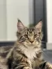 Zdjęcie №1. maine coon - na sprzedaż w Вознесенск | 6278zł | Zapowiedź № 84469