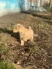 Dodatkowe zdjęcia: Szczenięta Lakeland Terrier