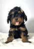 Dodatkowe zdjęcia: Cavapoo-cavapoo (pudel zabawkowy Cavalier)