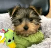 Zdjęcie №2 do zapowiedźy № 127301 na sprzedaż  yorkshire terrier biewer - wkupić się USA 