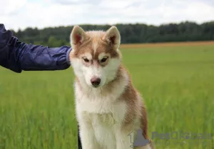 Zdjęcie №3. Oferowany na sprzedaż męski husky syberyjski. Federacja Rosyjska