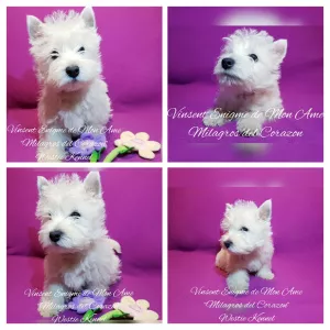 Zdjęcie №1. west highland white terrier - na sprzedaż w Dnipro | 3805zł | Zapowiedź №5923