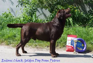 Zdjęcie №4. Sprzedam labrador retriever w Kijów. hodowca - cena - 1563zł