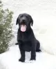 Zdjęcie №3. Labrador retriever. Niemcy