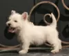 Dodatkowe zdjęcia: suczka szczeniaka west highland white terrier