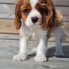 Zdjęcie №1. cavalier king charles spaniel - na sprzedaż w Stavanger | negocjowane | Zapowiedź №99131