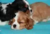 Zdjęcie №2 do zapowiedźy № 8951 na sprzedaż  cavalier king charles spaniel - wkupić się Federacja Rosyjska prywatne ogłoszenie