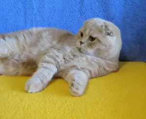 Dodatkowe zdjęcia: Scottish Cream Fold baby