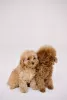 Zdjęcie №3. Toy Poodle Red Brown. Niemcy