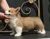 Zdjęcie №2 do zapowiedźy № 110820 na sprzedaż  welsh corgi - wkupić się Federacja Rosyjska od żłobka, hodowca