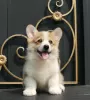 Dodatkowe zdjęcia: szczenięta welsh corgi pembroke od Championa