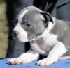 Dodatkowe zdjęcia: American Staffordshire Terrier Piękne Szczenięta