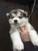 Zdjęcie №2 do zapowiedźy № 126350 na sprzedaż  alaskan malamute - wkupić się Niemcy prywatne ogłoszenie