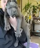 Zdjęcie №3. SZCZENIĘTA CANE CORSO. Grecja